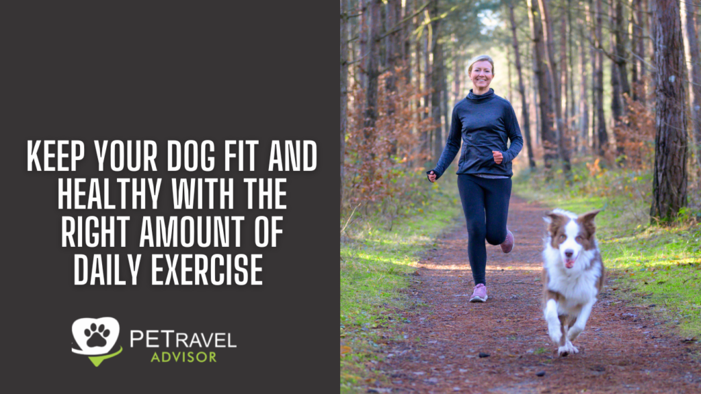 Keep Your Dog Fit And Healthy