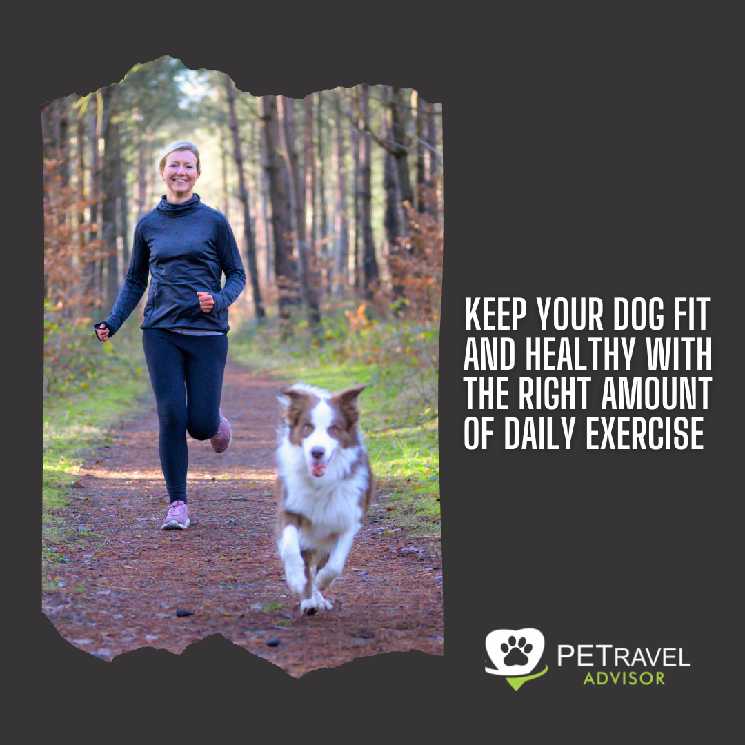 Keep Your Dog Fit And Healthy
